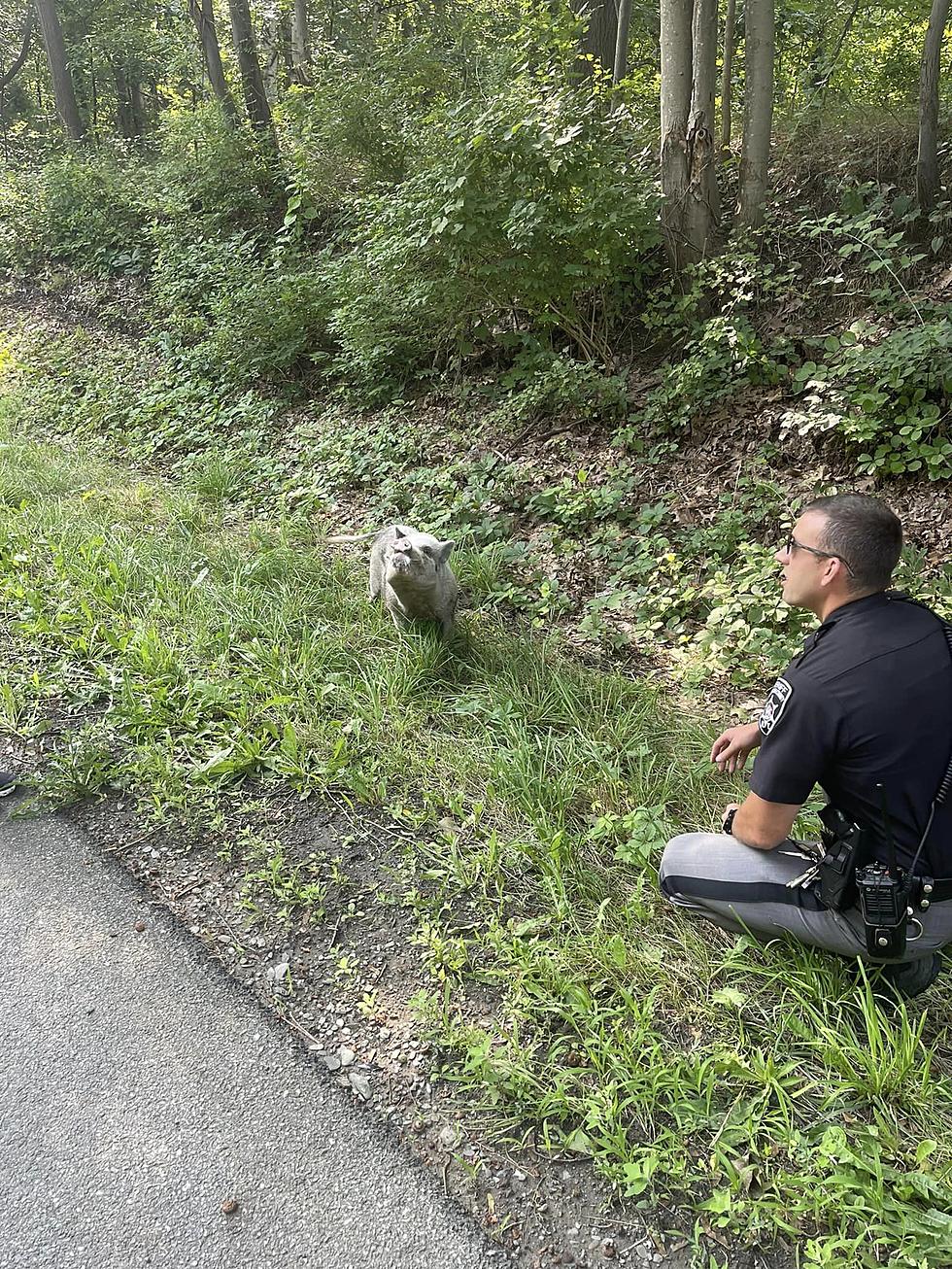 Escaped Pig Leads Officials On Very Low Speed Chase In New York State