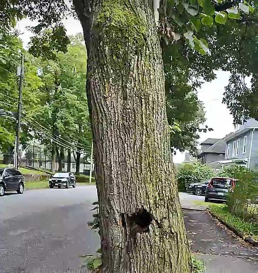 Update on Concerning Decaying Tree in Poughkeepsie