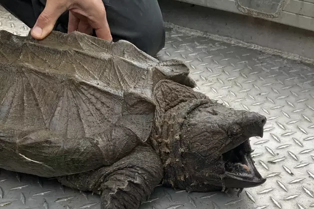 New York State Offcials Find Alligator Snapping Turtle Near River