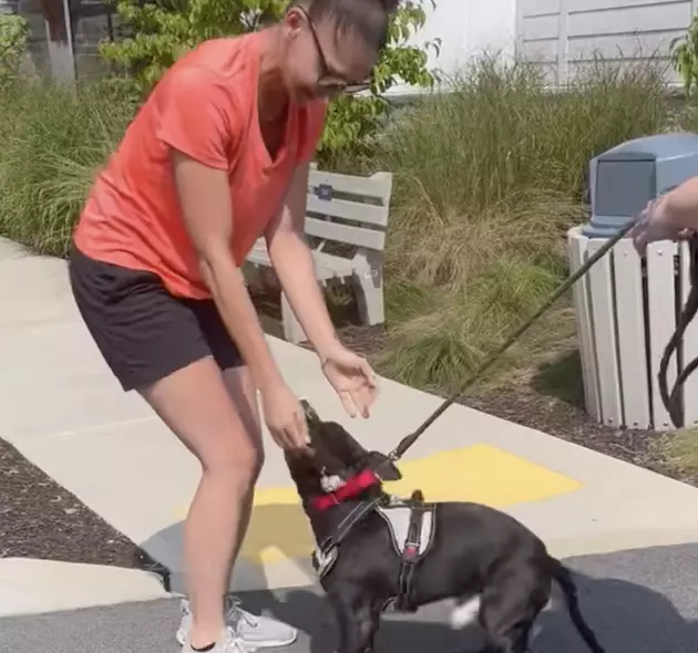 Police in the Hudson Valley Save Abandoned Dog Tied to Post