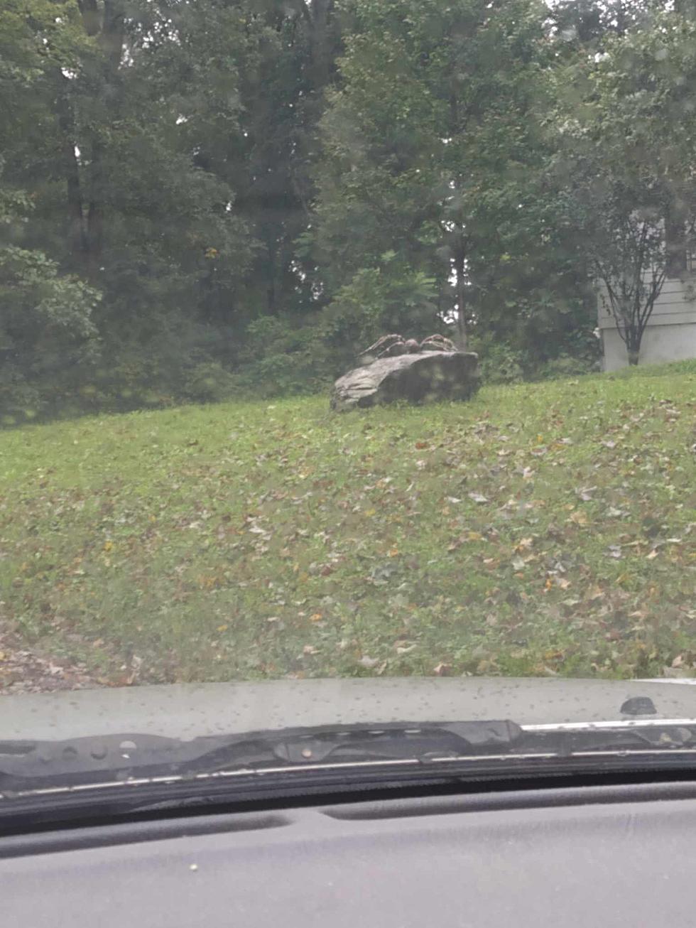 Yikes! Giant Spider Distracting Drivers in Poughkeepsie, NY