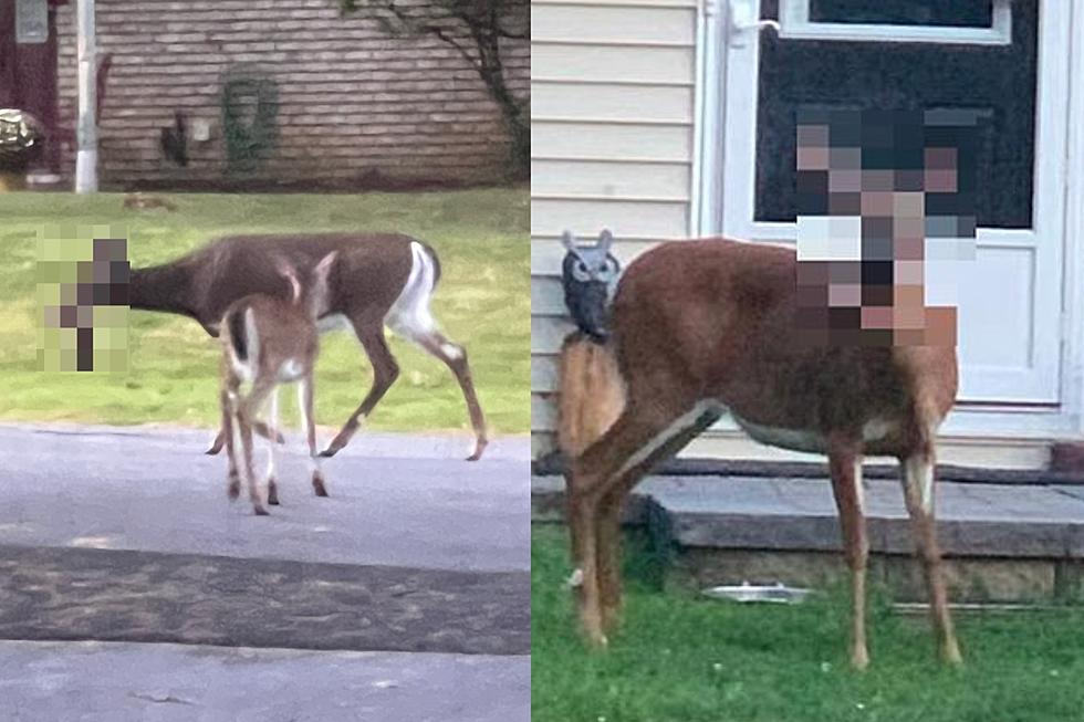 Wappingers ‘Zombie Deer’ Inspires Neighborhood With Surprise