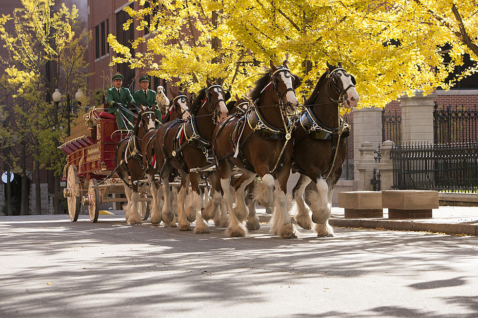Budweiser Clydesdales Making Rare Hudson Valley Appearance