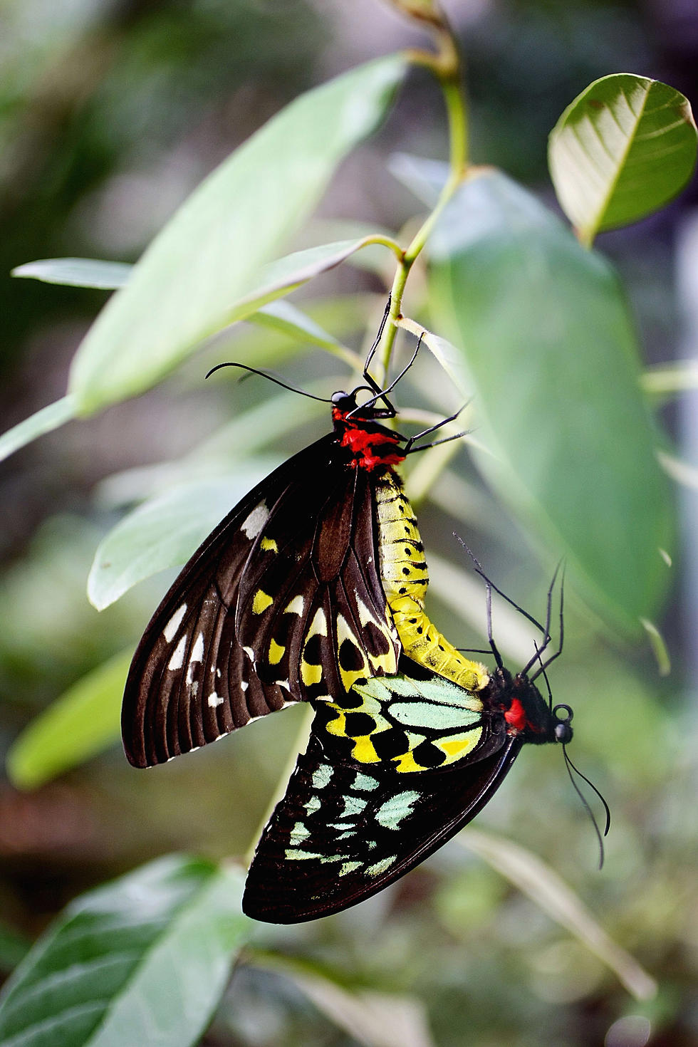 New York Man Allegedly Smuggled $200K Worth of Rare Butterflies & Sold Them Online