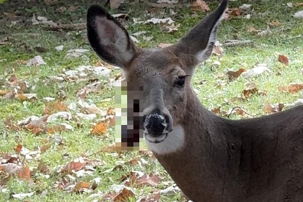 Rare Footage of Hudson Valley ‘Zombie Deer’ Shows Deformity Cause