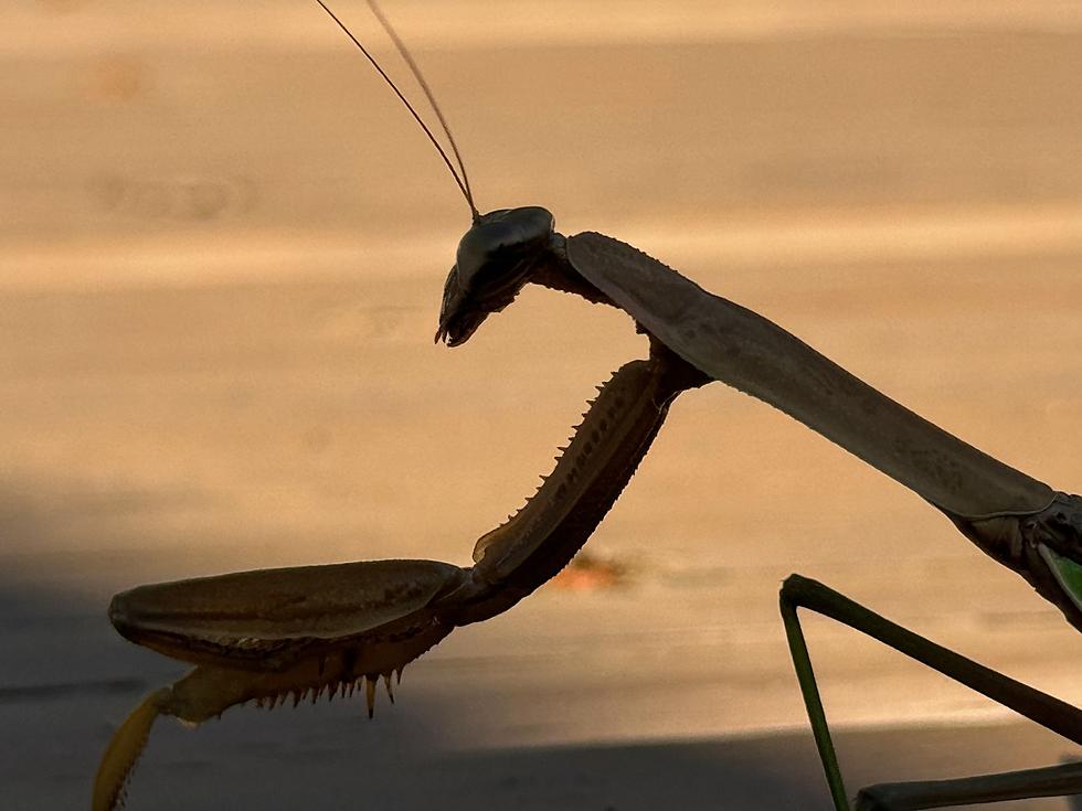 Why are Praying Mantises Invading the Hudson Valley This Month?