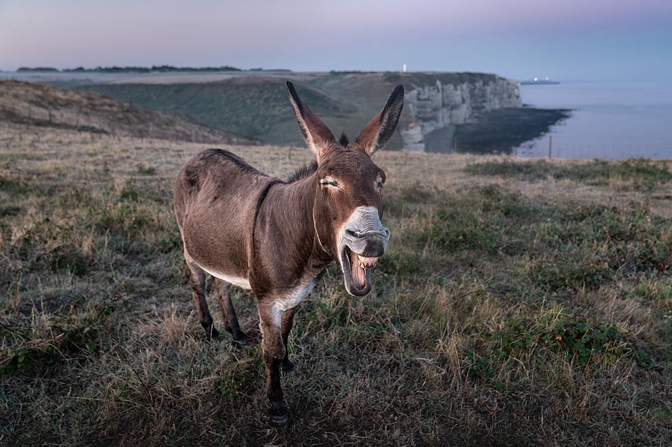 Least the Donkey Finds it Funny