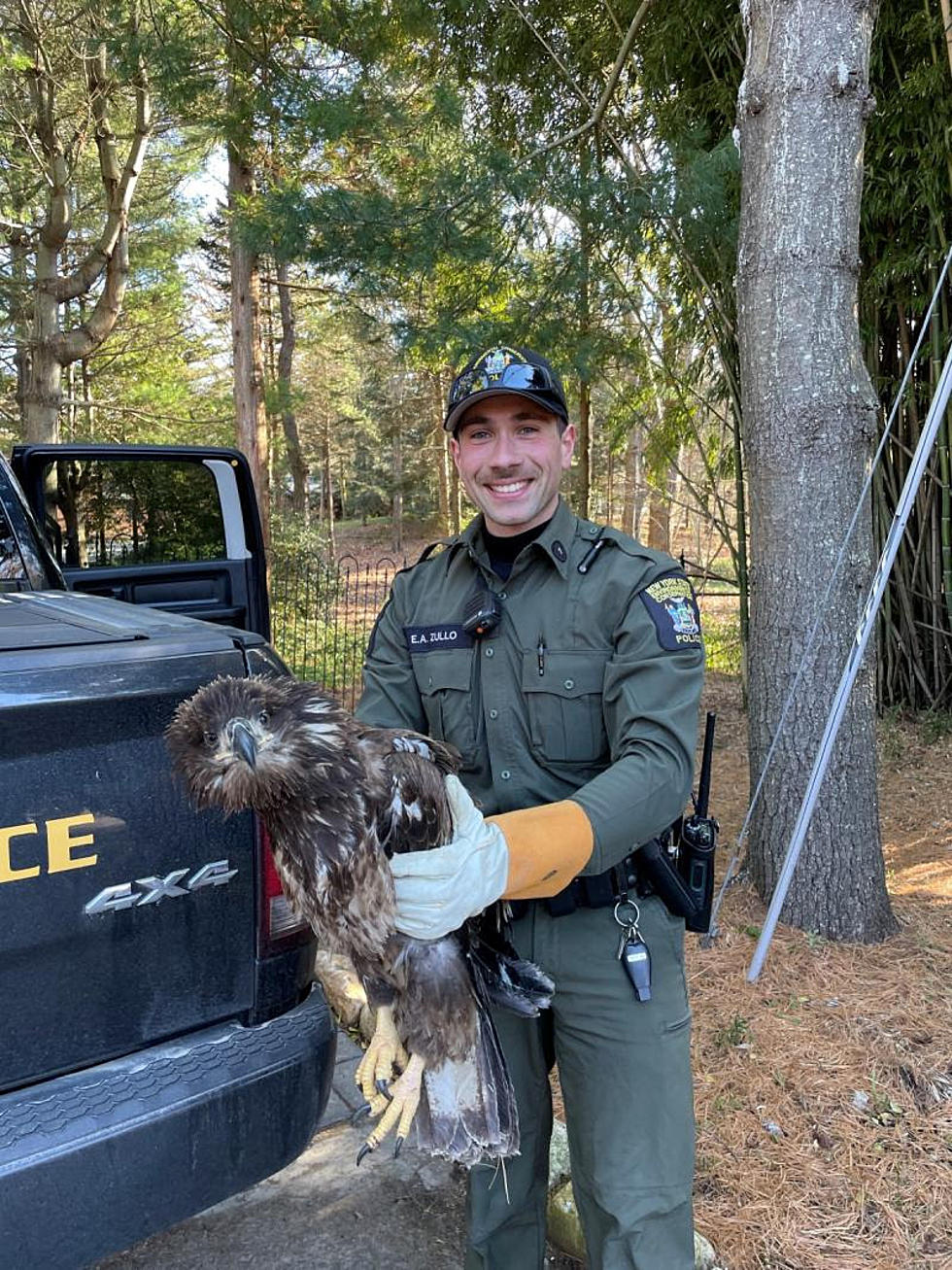New York State Officials Rescue Bald Eagle, What Happened?