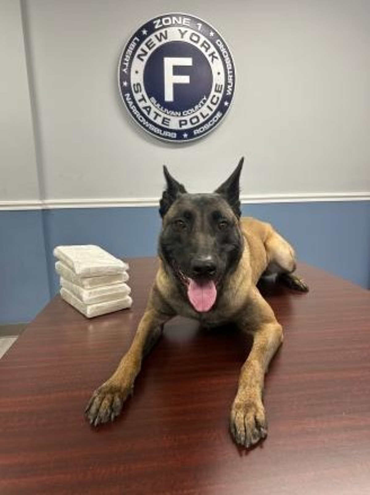 Ts Bronx Arrested - b9i5kw2