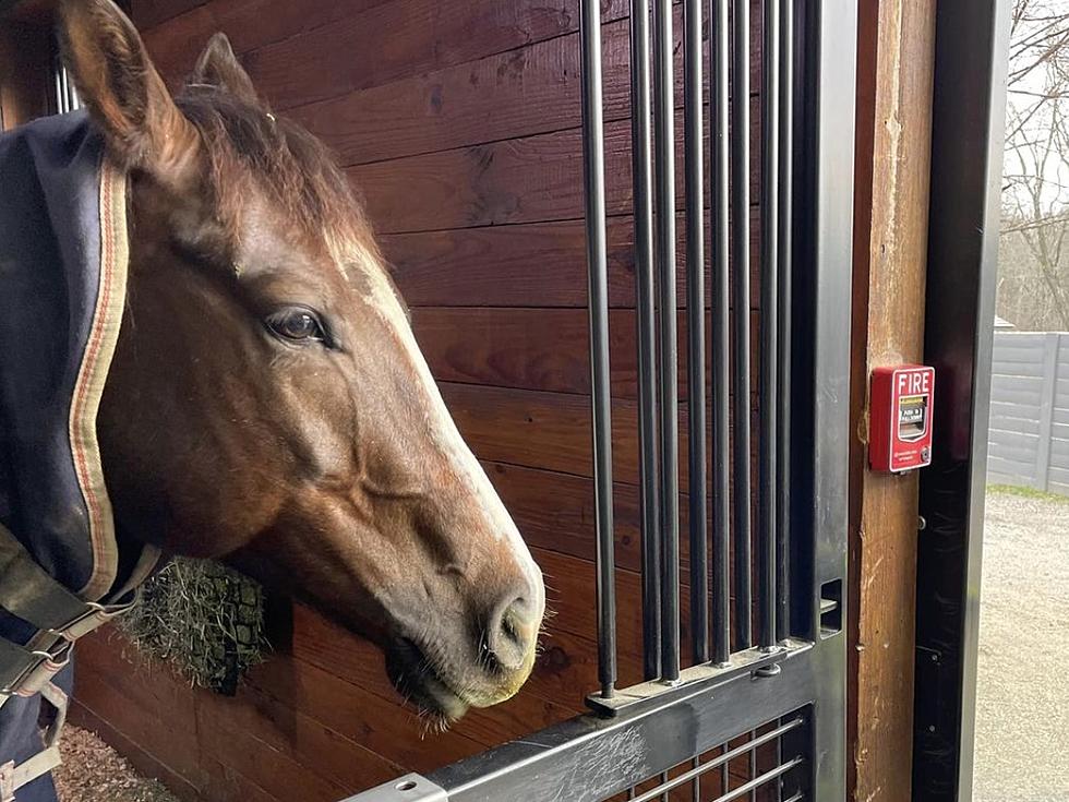 Firefighters in the Hudson Valley Answer Alarm Pulled By Horse