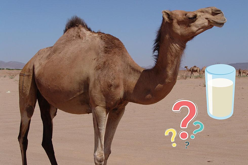 Is Camel Milk Legal in New York State?