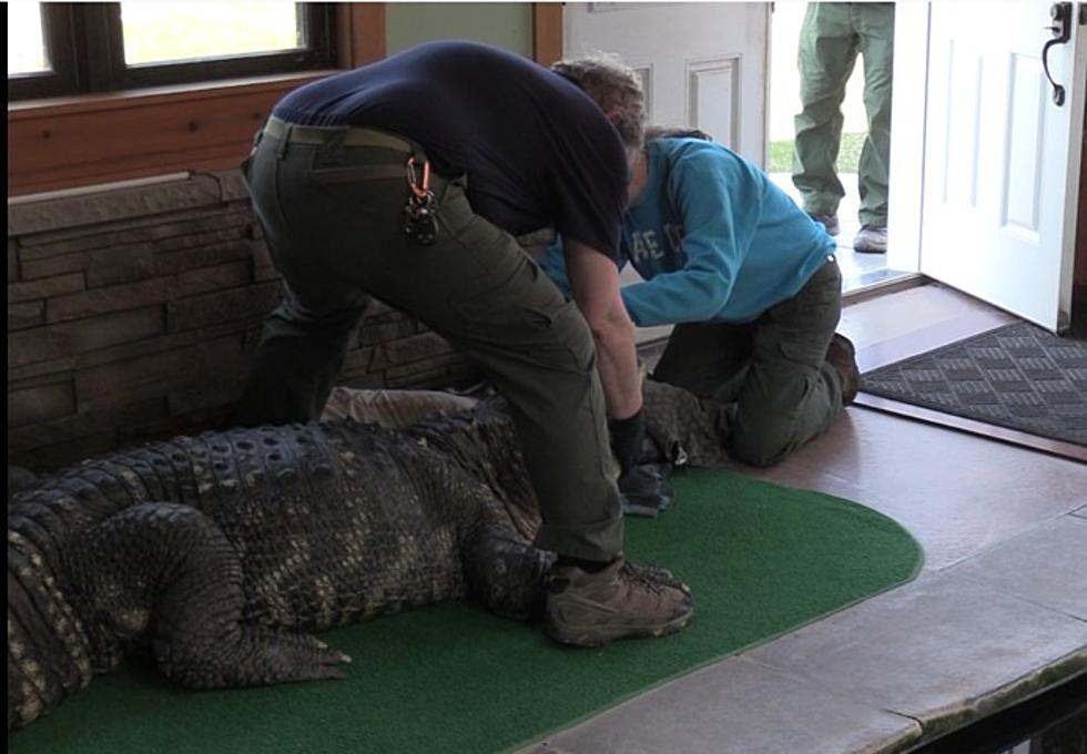 New York State Officials Seize Huge Alligator From Residence