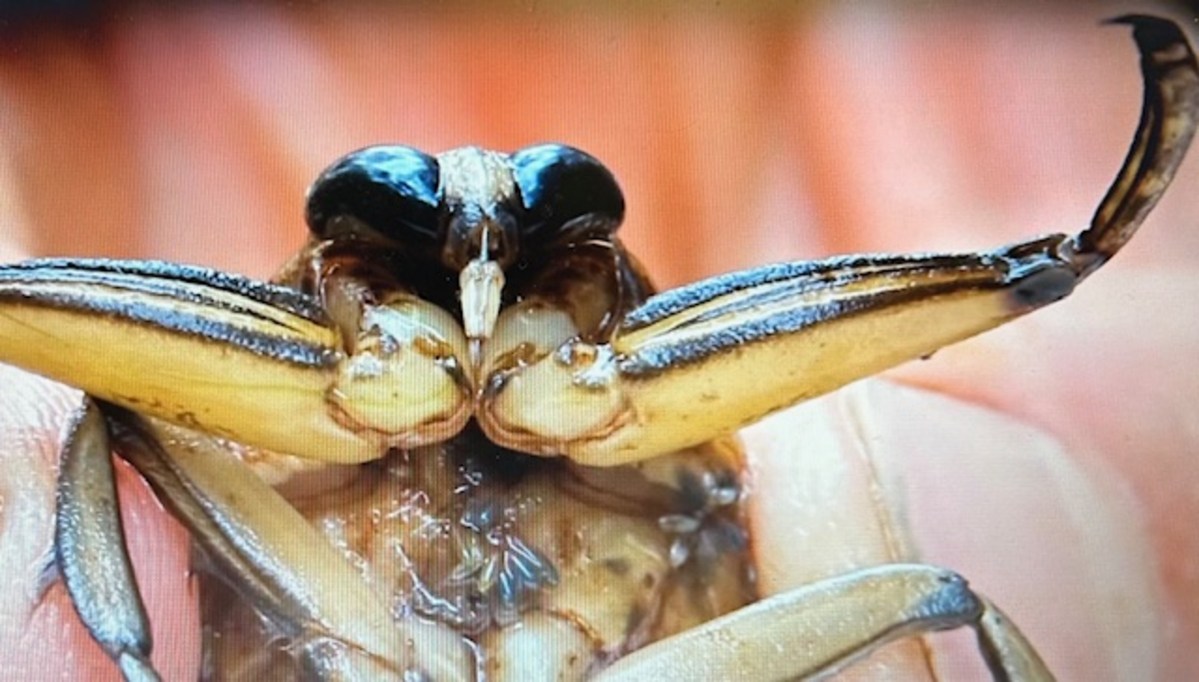Largest Existing Insect What is New York State's Largest Insect?