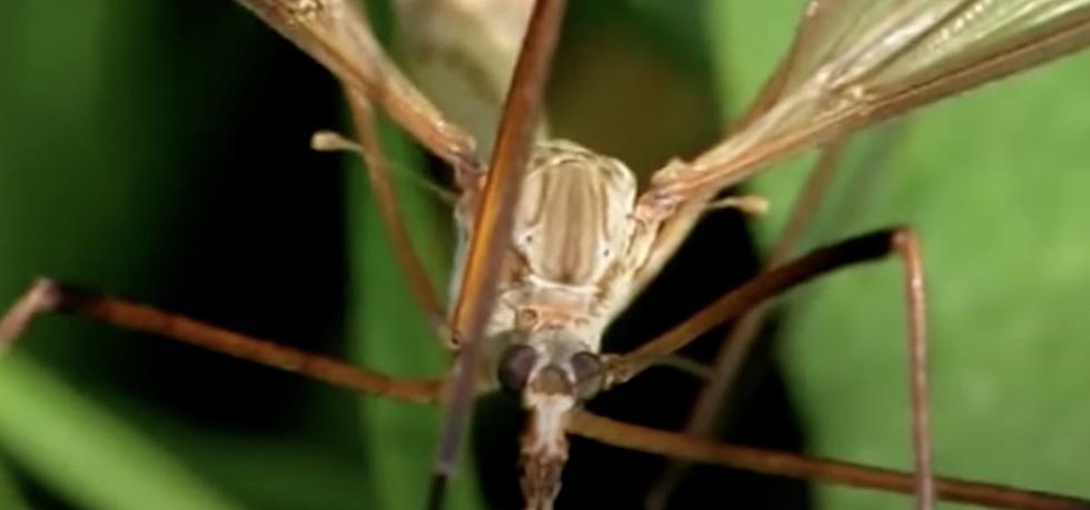 Is This Invasive Species In New York State Really As Bad As Some Say?