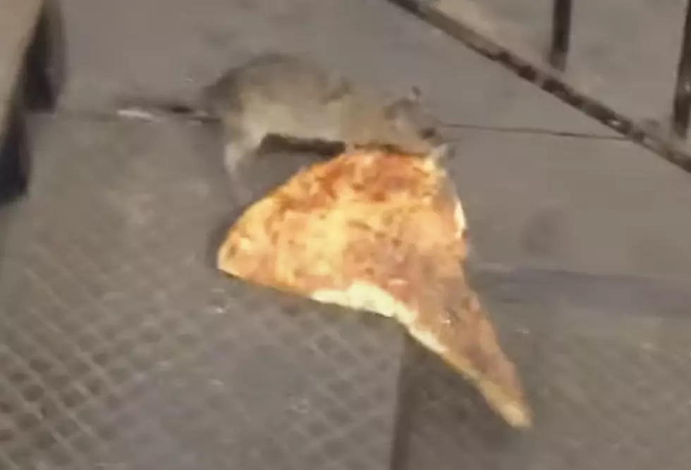 Could Glue Traps For Mice and Rats Be Banned in New York State?