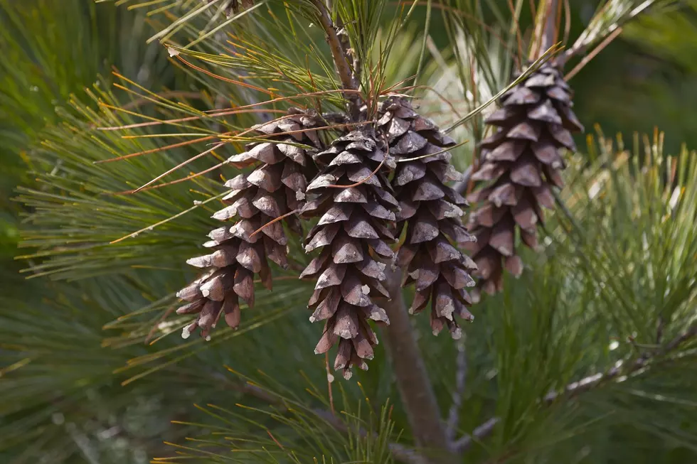 Pine Cones Hudson Valley New York