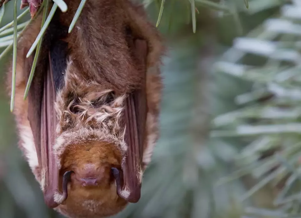 Bats Emerging From Hibernation Across New York State 