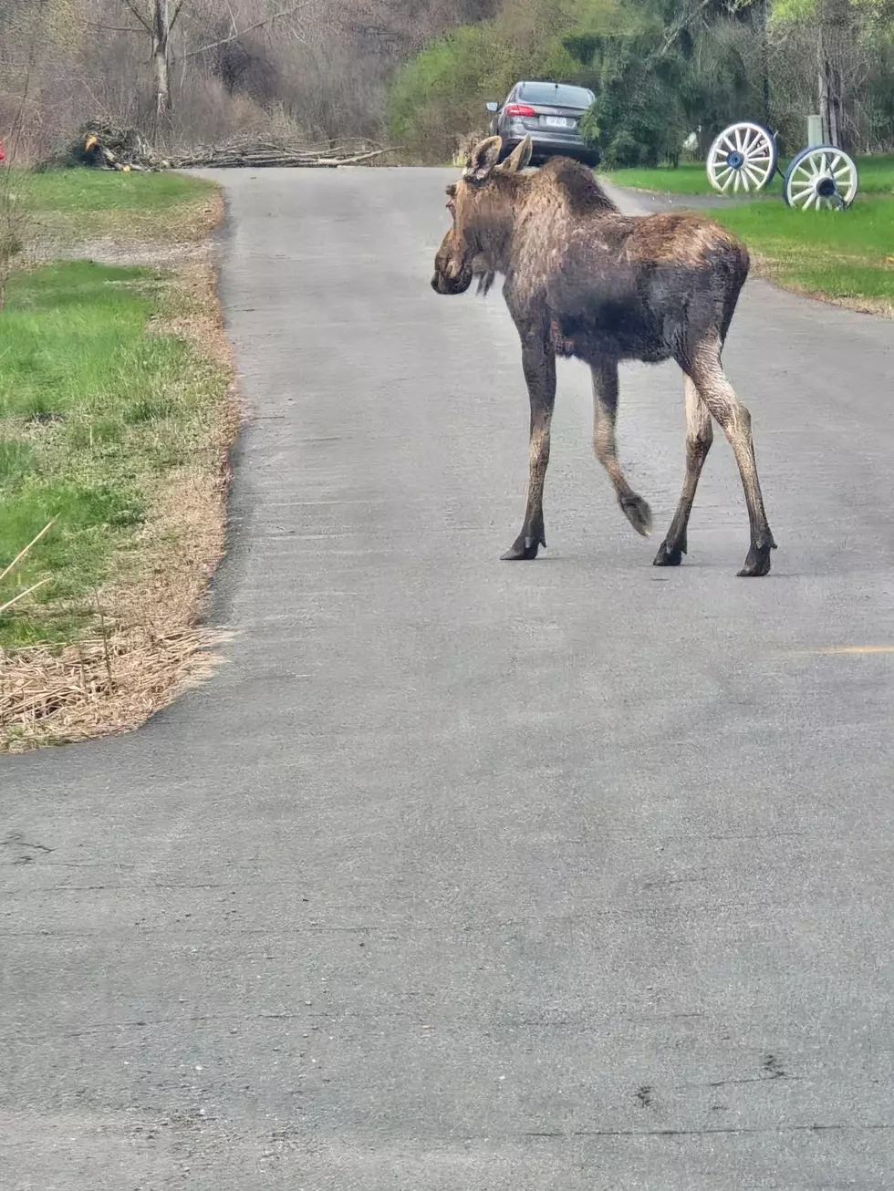 Police Remind Public As Moose Spotted in Residential Area in New York State