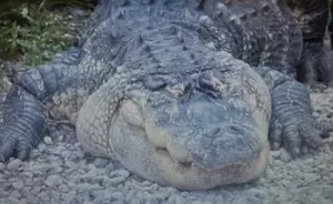 Large Alligator Seized From New York State Man Has a New Home 