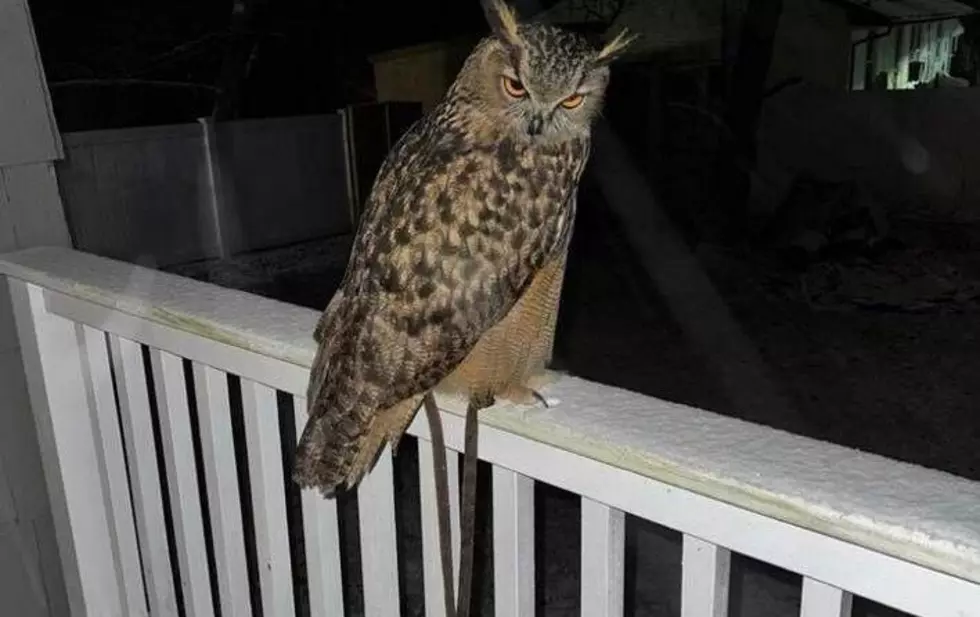 Have You Seen This Missing Hudson Valley Owl?