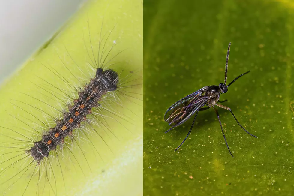 Caterpillar or Gnat Bites? How to Tell Them Apart in New York