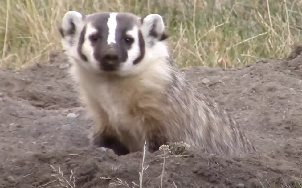 Do Badgers Live in New York State?