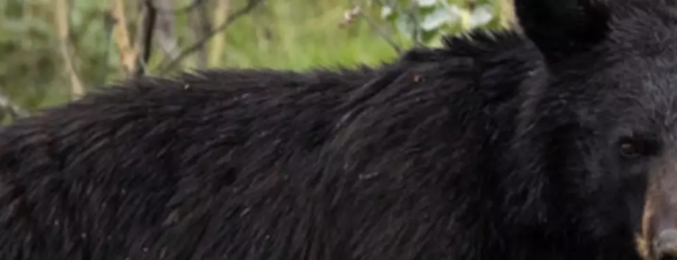 New York State DEC Seeks Black Bear With Tin Stuck On Its Head