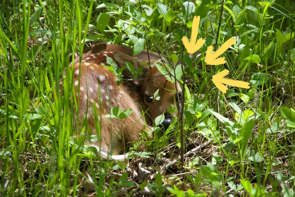 Abandoned Baby Deer in Your Yard? Here’s What to Do