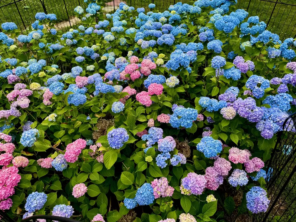 Why is This Such a Great Year for Hydrangeas in New York?