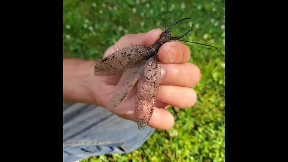 What Is This Giant Insect Found Across New York State? [PICS]