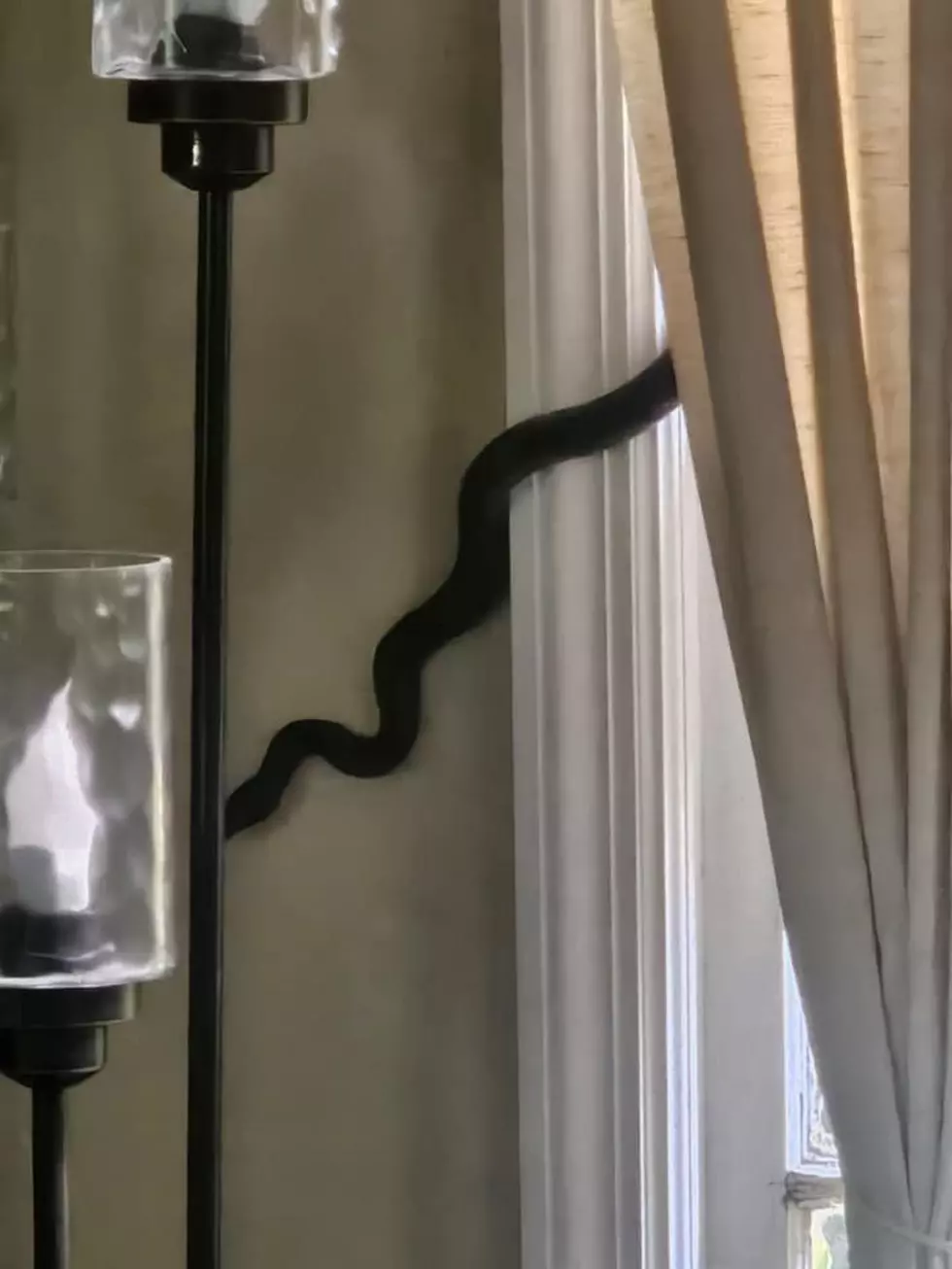 Invasion! Shocking Photos Of Snakes In Ulster County Homes