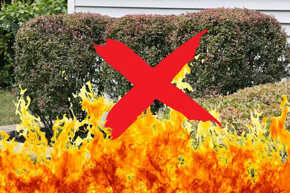 New York Man Instructed to Burn Forbidden Shrubs in Yard