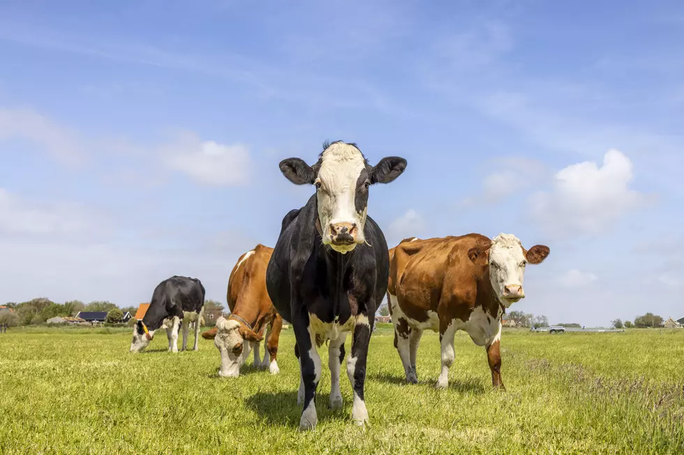 New York State Police Searching For Escaped Cows After Truck Crash on I-84