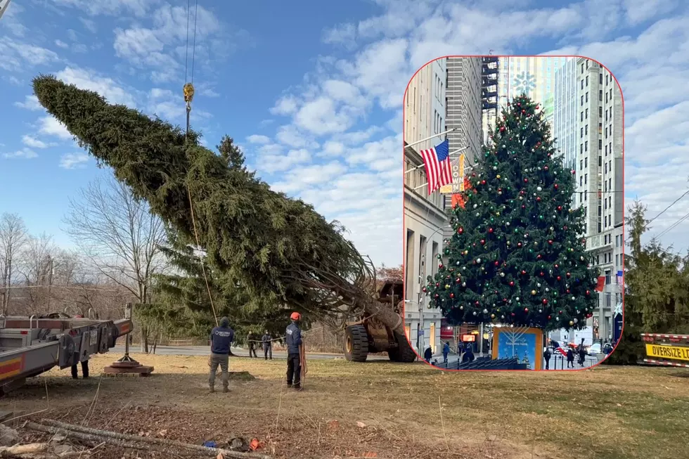 50-Year-Old Tree From Montgomery, NY to be Lit in NYC This Week