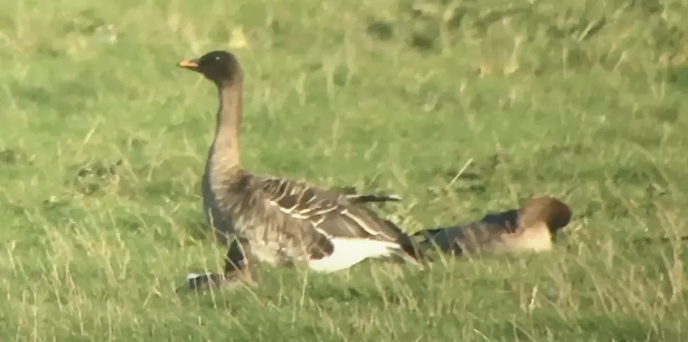 Goose Native To Siberia Seen in the Wild in New York State For The First Time