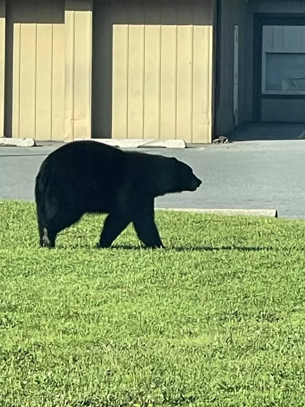 Big Bear Pays Visit to Popular Hudson Valley Bakery