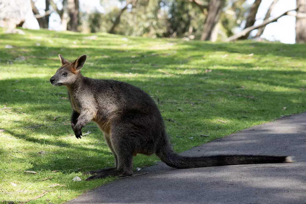 Search Conducted For Runaway Wallaby In New York State