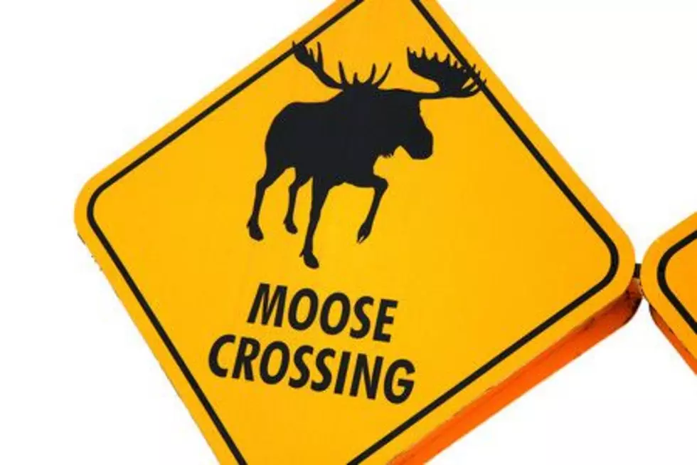 New York State Resident Captures Moose Encounter On Property