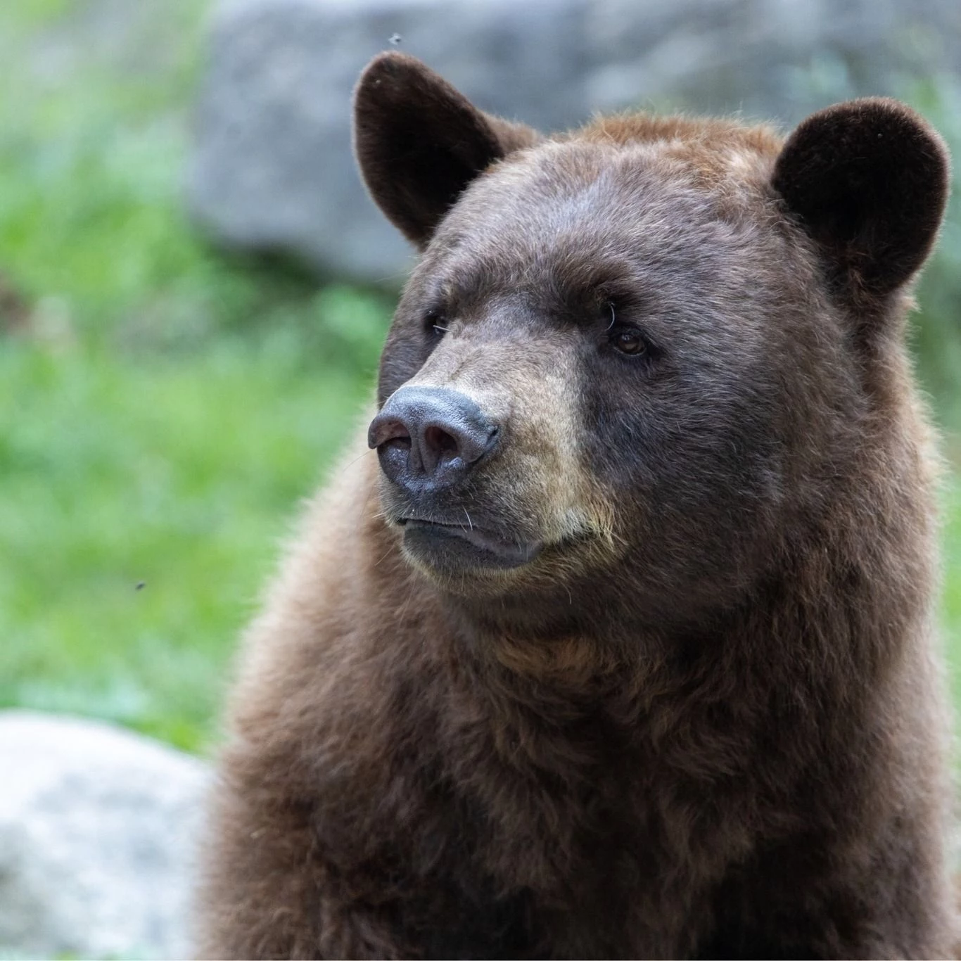 What's Next For The Bear Exhibit At Bear Mountain Zoo?