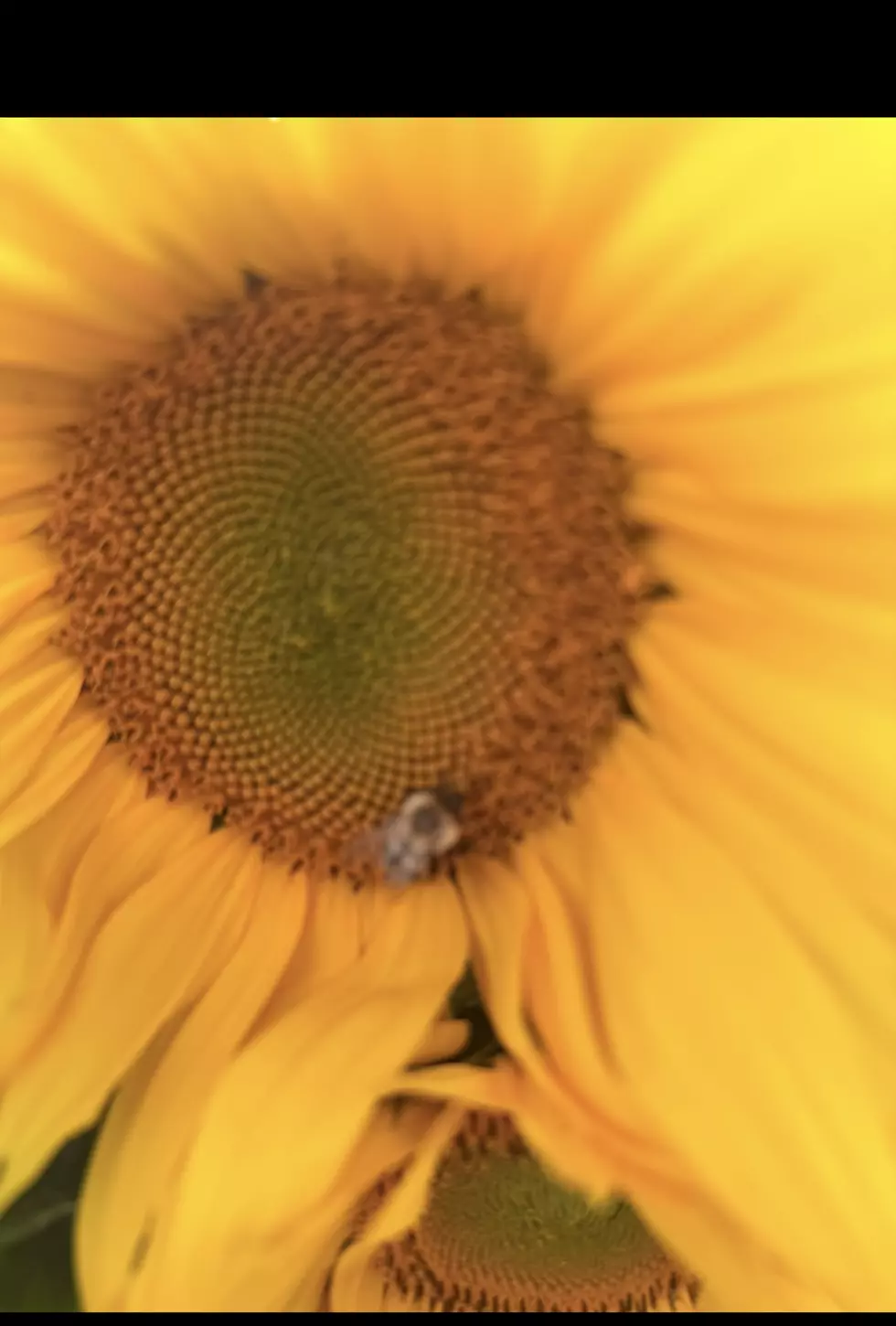 Sunflower close up/Jana Deak