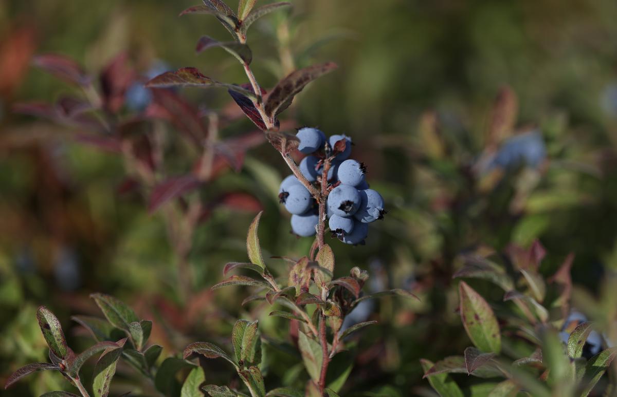 Fishkill Farms Blueberry Bash Returns July 18-19 With Live Music, Cider, And Pick-your-own Blueberries