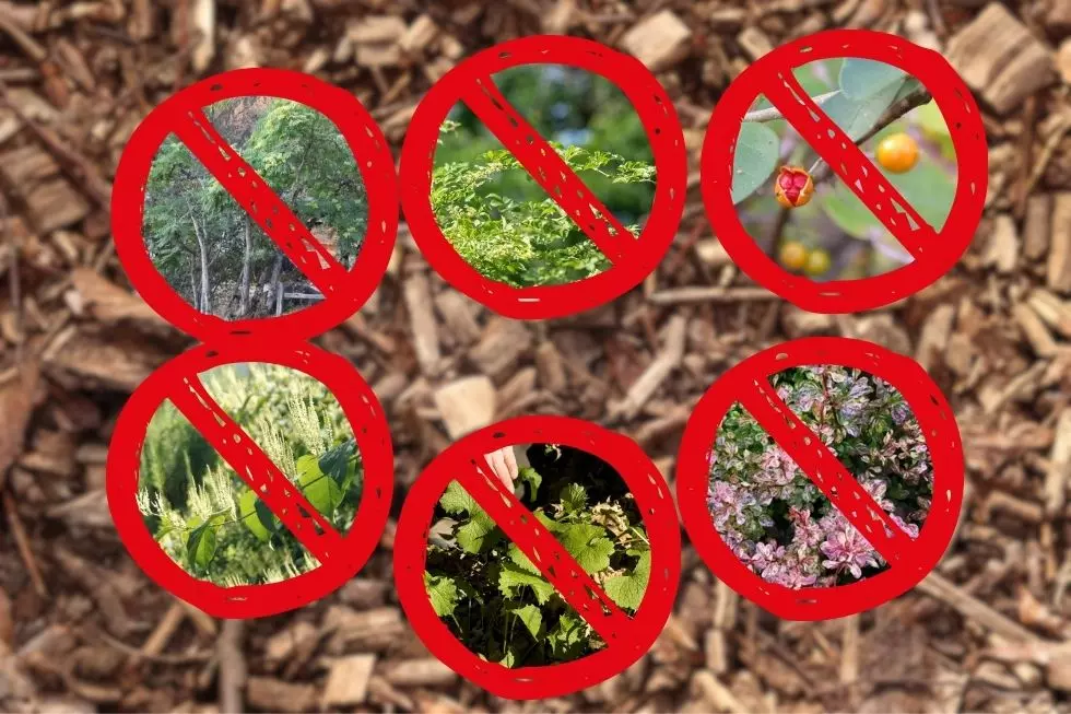 New Yorkers: Rip These 6 Dangerous Plants Out of Your Yard Right Now