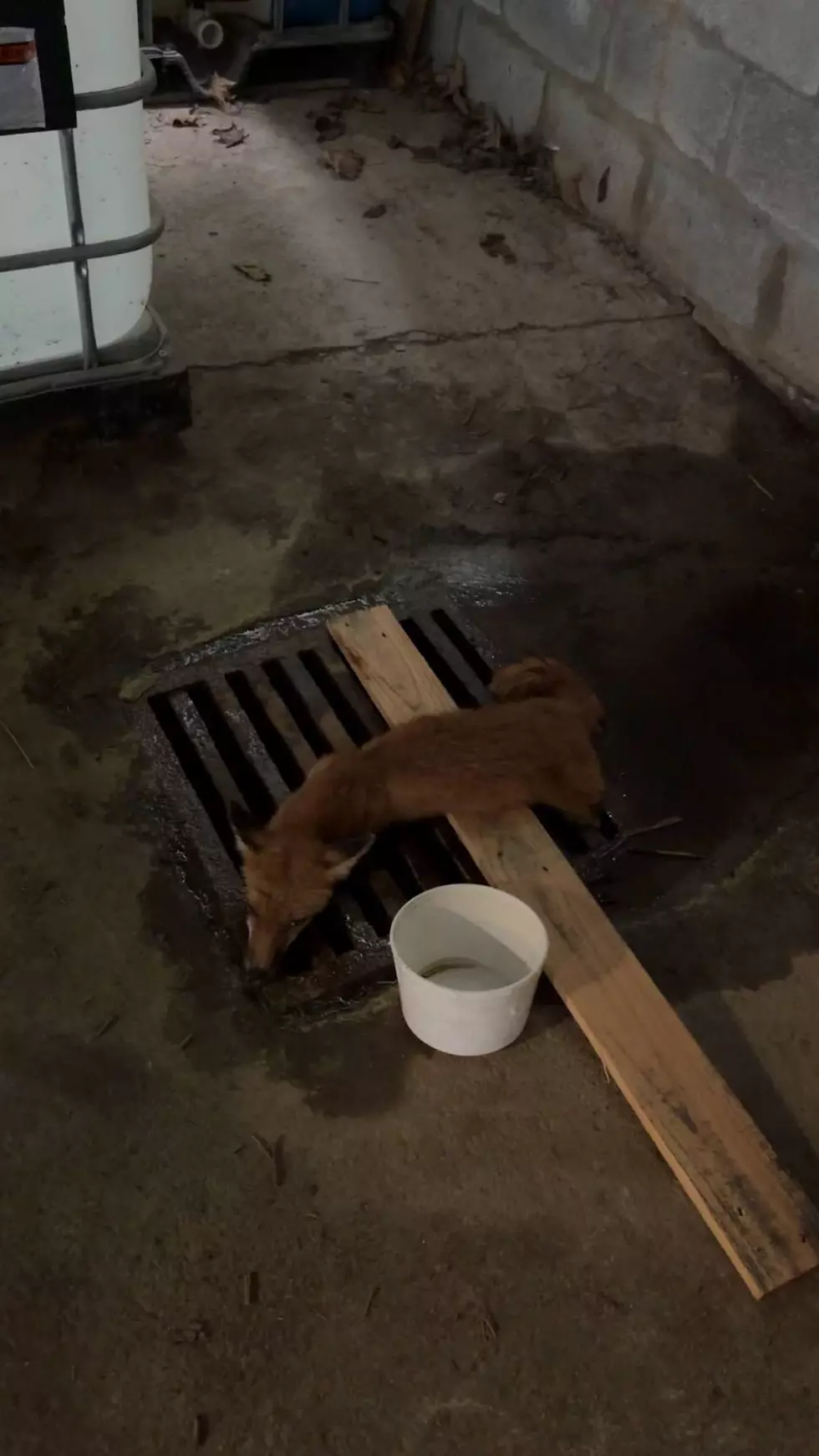Police and Firefighters Rescue Fox Trapped in a Drain