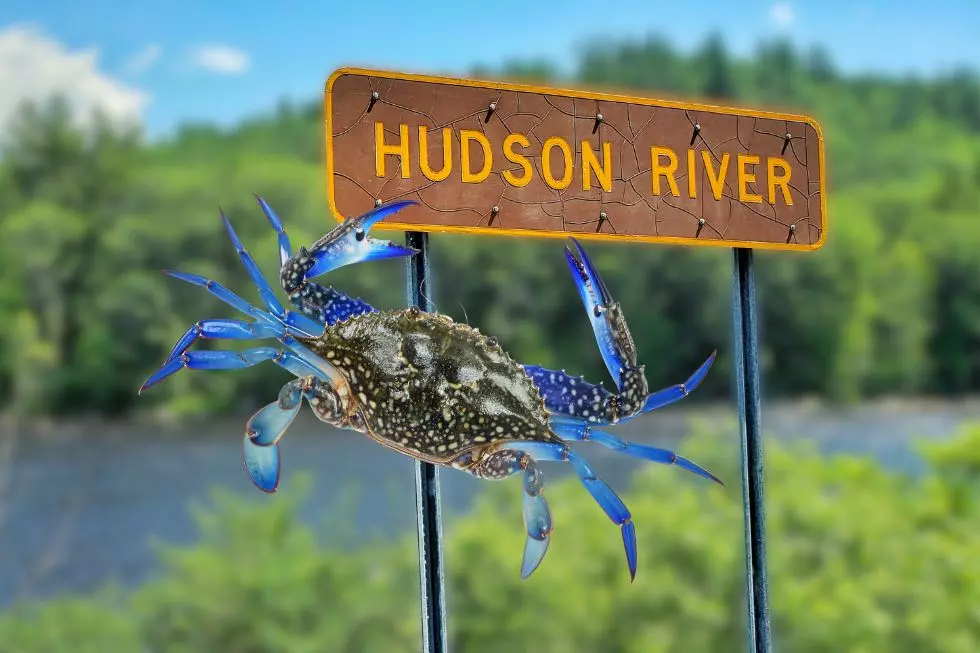 Are Blue Crabs Safe to Eat From the Hudson River?