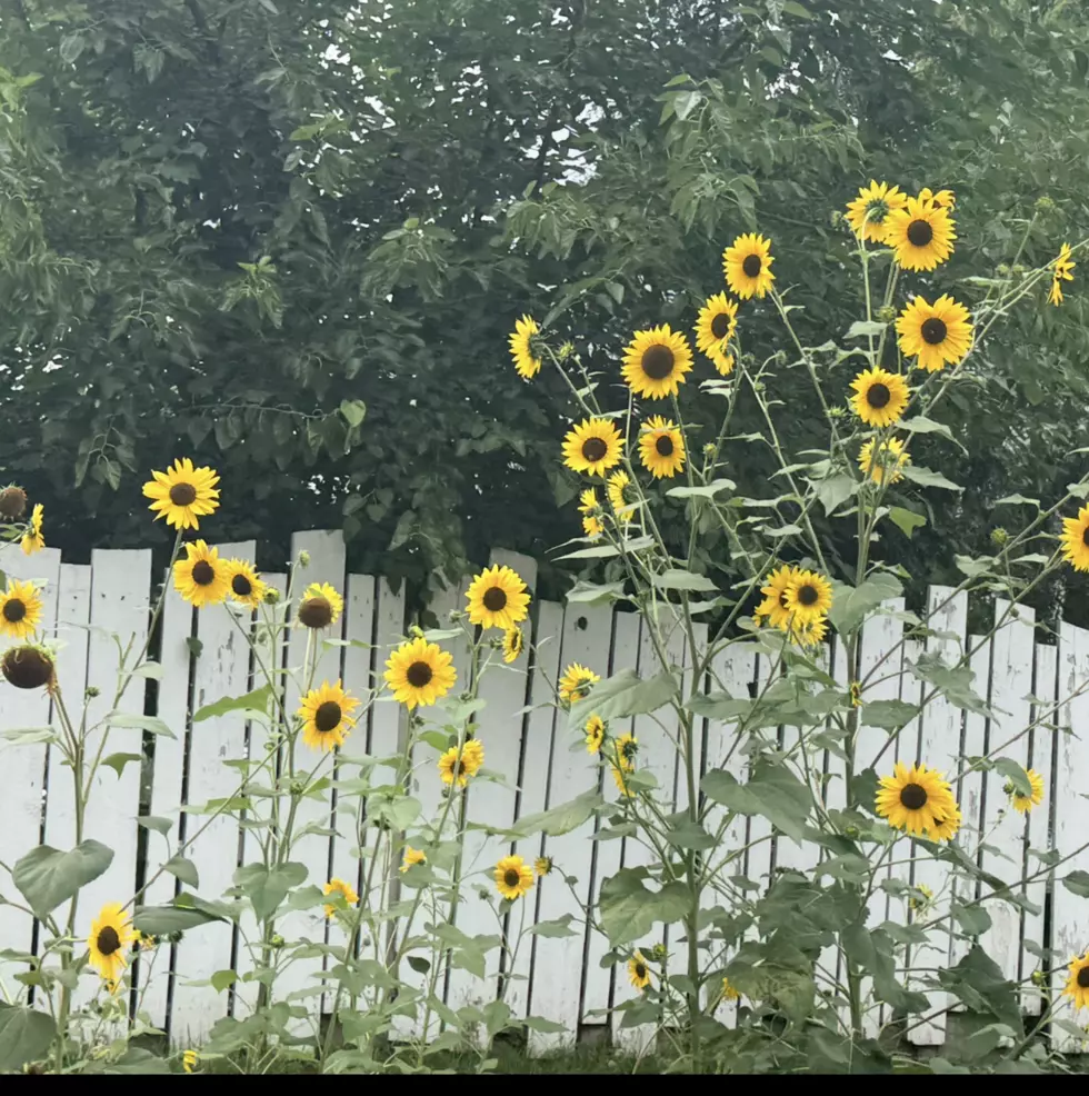 Tour a Hidden ‘Dreamlike Landscape’ in this Dutchess County Garden