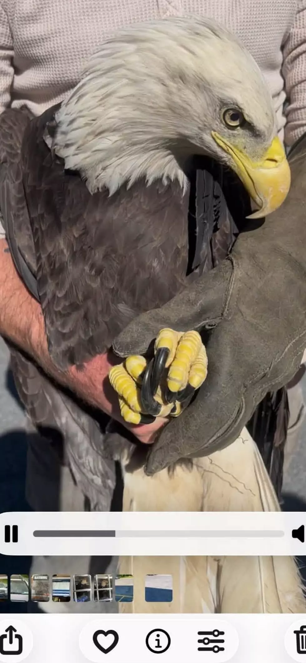 Injured Bald Eagle Rescued in Goshen