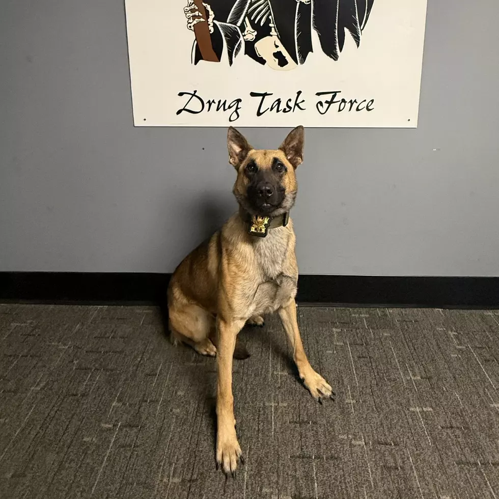 K9 Ziky