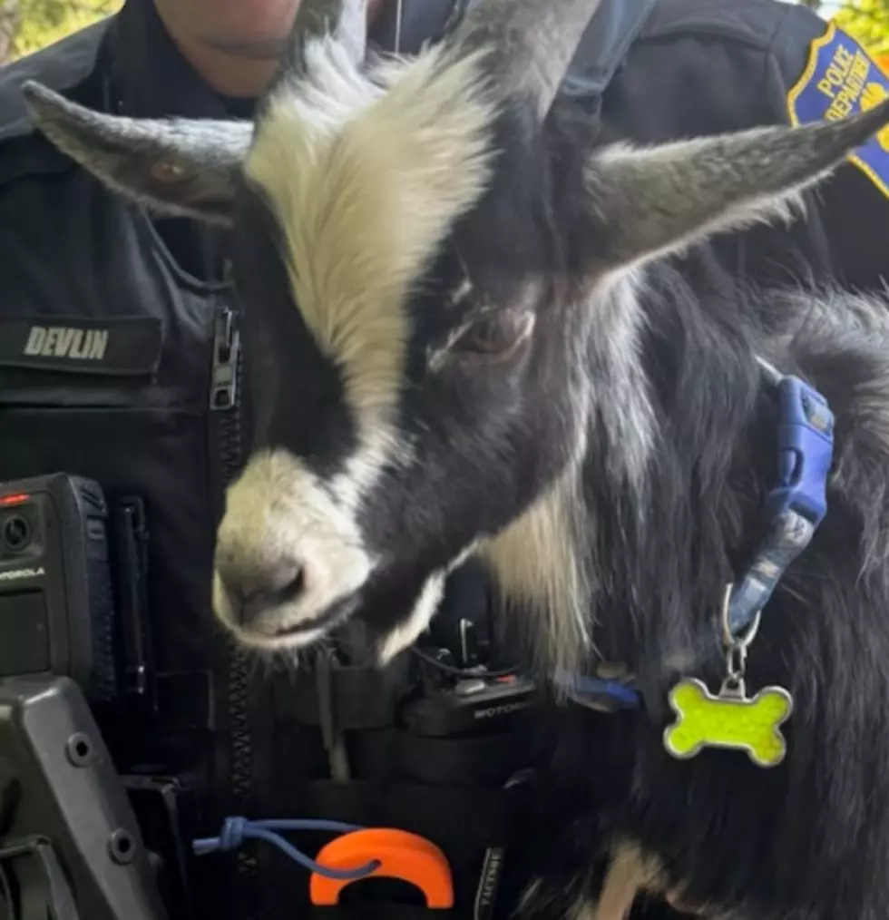 Yonkers Police Rescue Baby Goat Loose On School Playground