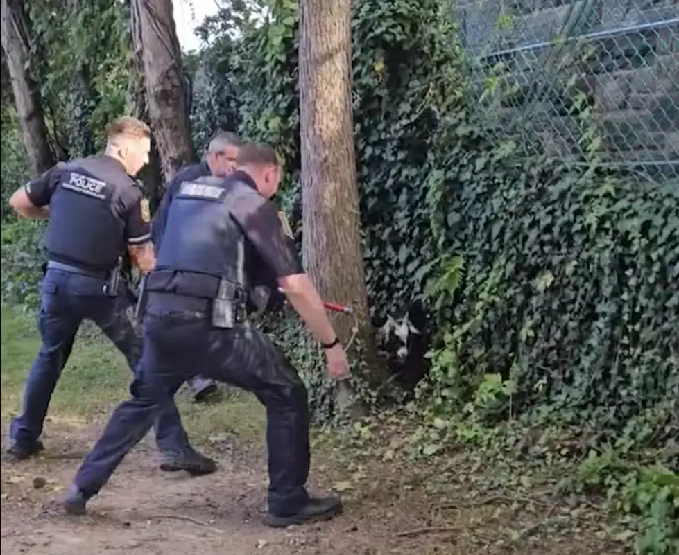 Goat Rescue in Yonkers/Yonkers Police Dept. Facebook