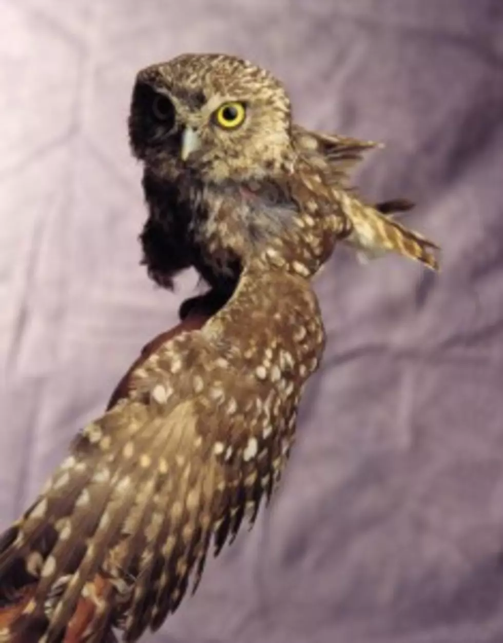 How to Get an Owl Out of the House(VIDEO)